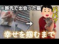 旅行先で保護したクレームの絶えない野良猫が幸せになるまでの軌跡
