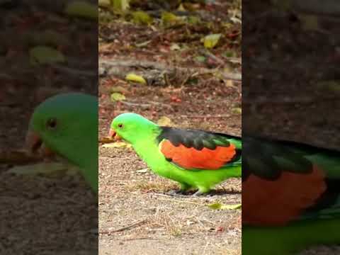El papagayo alirrojo Aprosmictus erythropterus🦜
