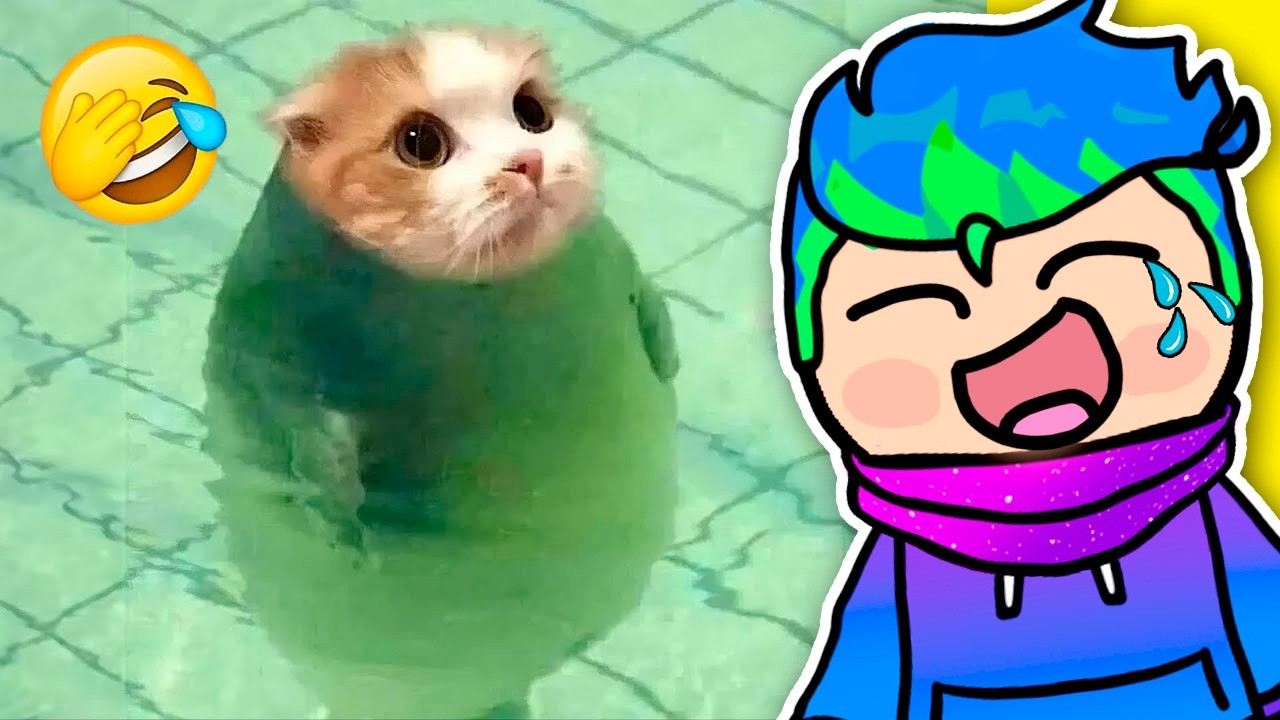 SI TE RIES PIERDES NIVEL DIOS 🤣 VIDEOS GRACIOSOS DE GATITOS Y PERRITOS 2 / Carlos Infinito REACCIONA