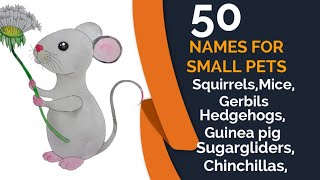 TOP 50 CUTE AND SWEET NAMES FOR SMALL OR RODENT PETS| NIRU'S PET ZONE by Niru's Petzone 121 views 3 years ago 4 minutes, 25 seconds