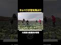 キャベツが空を飛ぶ！？#shorts