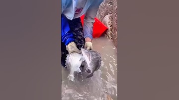 Loài cá lạ chưa từng thấy | Riview bắt hải sản #shorts #review #reviewbathaisan