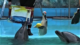 Как великолепен дельфинарий &quot;Акварель&quot; в Алуште! How great is the Aquarelle dolphinarium in Alushta!