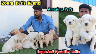 Zoom Pet's Kennel Cutest Dog's | quality breeds | toy breeds,eagletwist