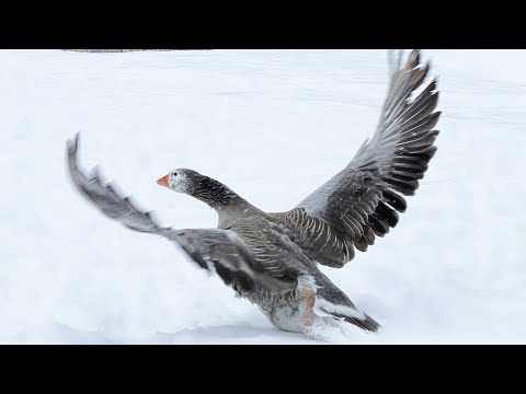 Video: Where Do Wild Geese And Ducks Fly Away?