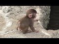 Baby Monkey 13 - 6 weeks old 2 赤ちゃん猿13 - 生後6週間 2