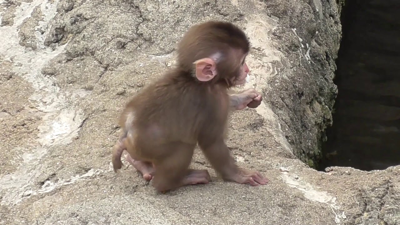 Baby Monkey 13 - 6 weeks old 2 赤ちゃん猿13 - 生後6週間 2 - YouTube