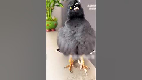 رحمه تهز القلوب_ " ويطعمون الطعام علي حبه" بتلاوة خاشعه وتفاعل طائر مدهش٠