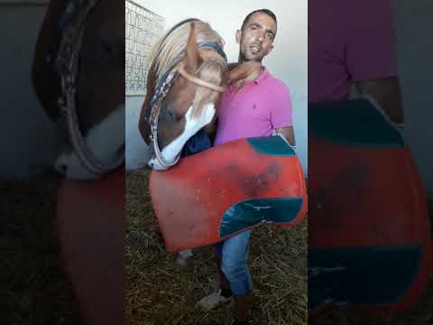 Video: Atlarda Kafa Sallamak