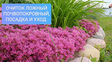 ОЧИТОК, СЕДУМ у меня в саду. Виды, сорта и особенности выращивания.