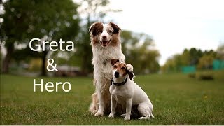 DOG TRICKS & DOGFRISBEE by Greta&Hero | FlyTeam_By