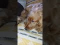 sleepy head 😴 #viral #songs #dog #dogs #shorts #puppy #dogsofyoutube