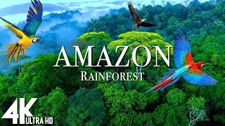 Amazon 4K - крупнейший в мире тропический тропический лес | Релаксационный фильм