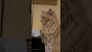 Echoes of Yul - More Bad Years