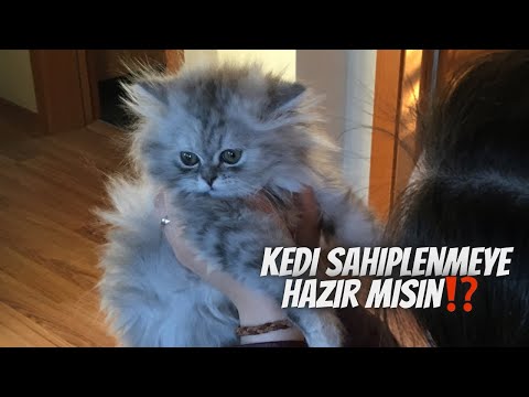 Video: Birden Fazla Kedi İçin Hazır mısınız?