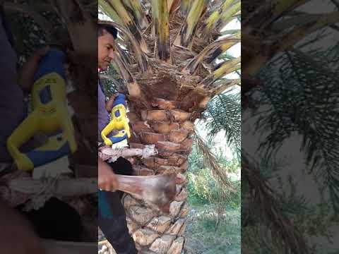 تكريب النخيل بلطريقه الحديثه