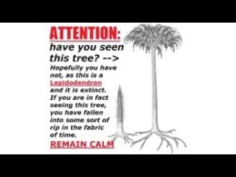 Liperodon Tree Lepidodendron found footage #lepidodendron #tree #ancient - YouTube