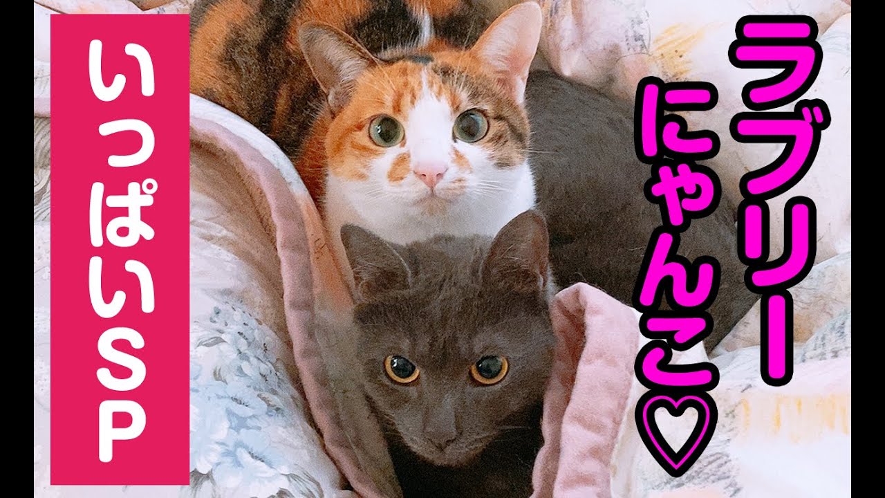猫動画】ラブリーにゃんこ♡いっぱいSP〜にゃんともパレード〜#125