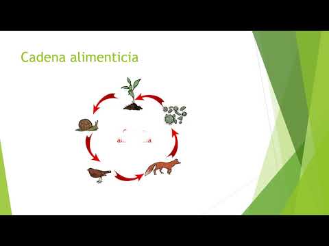 Video: Ciclo De Nutrientes Y Textura Del Suelo