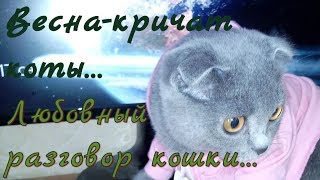 #Кричат коты ~ кошки съезжают с катушек. Любовный разговор кошки. Love the talking cats. #Кричат коты ~ кошки съезжают с катушек. Любовный разговор кошки. Love the talking cats.