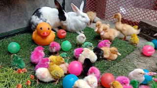 Catch Millions, Cute Giant Chickens, Giant Colorful Chickens, Cats, Rabbits, Ducks, Cute Animals