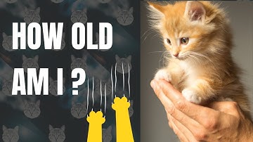 Unraveling the Mystery: How to Calculate the Age of Cats - Cat