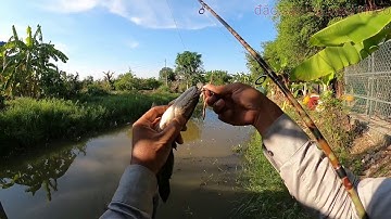 LURE CÁ LÓC ĐỒNG | snakehead fishing | quốc toản fishing