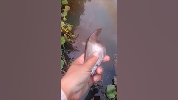 Giải Cứu Cá Thác Lác Đồng