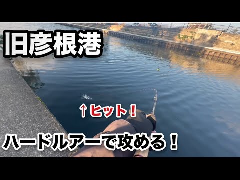 【バス釣り】旧彦根港でハードルアーを使いバスを狙ってみた‼️琵琶湖 北湖 【バス釣り】旧彦根港でハードルアーを使いバスを狙ってみた‼️琵琶湖 北湖