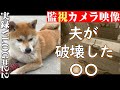 vlog22柴犬と私と【不器用な夫】アラサー|離婚|家庭内別居