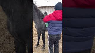 Обучения лошади