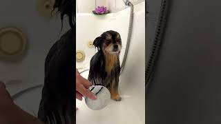 @siriusalpha NOW AVAILABLE! Enjoy ASMR bathing video of Mocha :) #dog #pomeranian