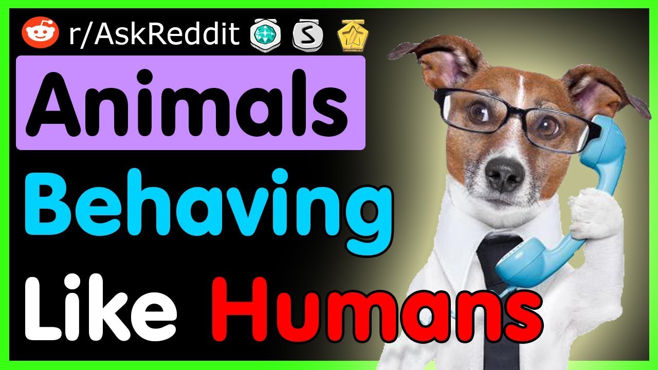 Animals Behaving Like Humans Stories (AskReddit Top