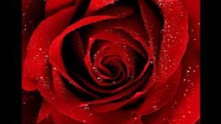 Gheorghe Zamfir-Die Rose