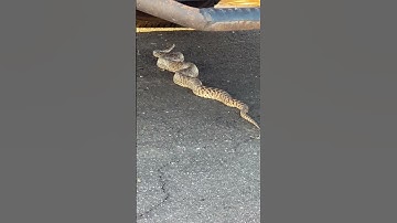 Big Snake under the truck #shortsfeed #shortsviral #video #shortsvideo #snake #snakevideo #ytshort