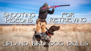 Shooting Pigeons For Retrieving  Upland Bird Dog Training