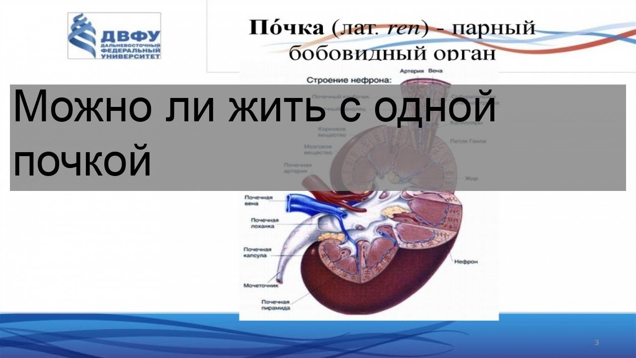 Можно прожить без почки