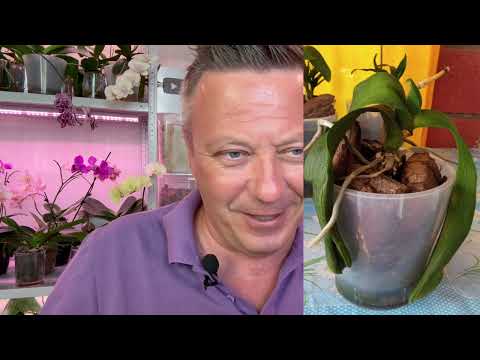листья орхидеи ВЯНУТ - всегда СЛЕДСТВИЕ обезвоживания от нескольких причин // ЧТО ДЕЛАТЬ с орхидеей