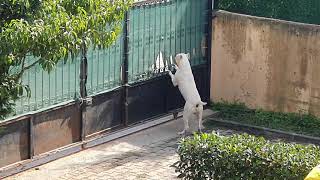 Dogo Argentino - Magnum