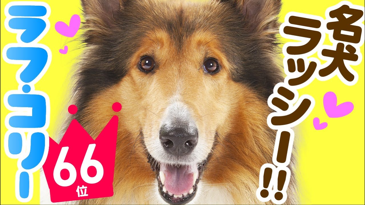 人気66位 ラフ コリーってどんな犬 子犬の価格や性格 寿命 飼いやすさは カワイイ動画でチェック Youtube