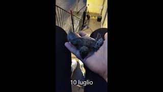Trico- la storia di un rondone caduto dal nido
