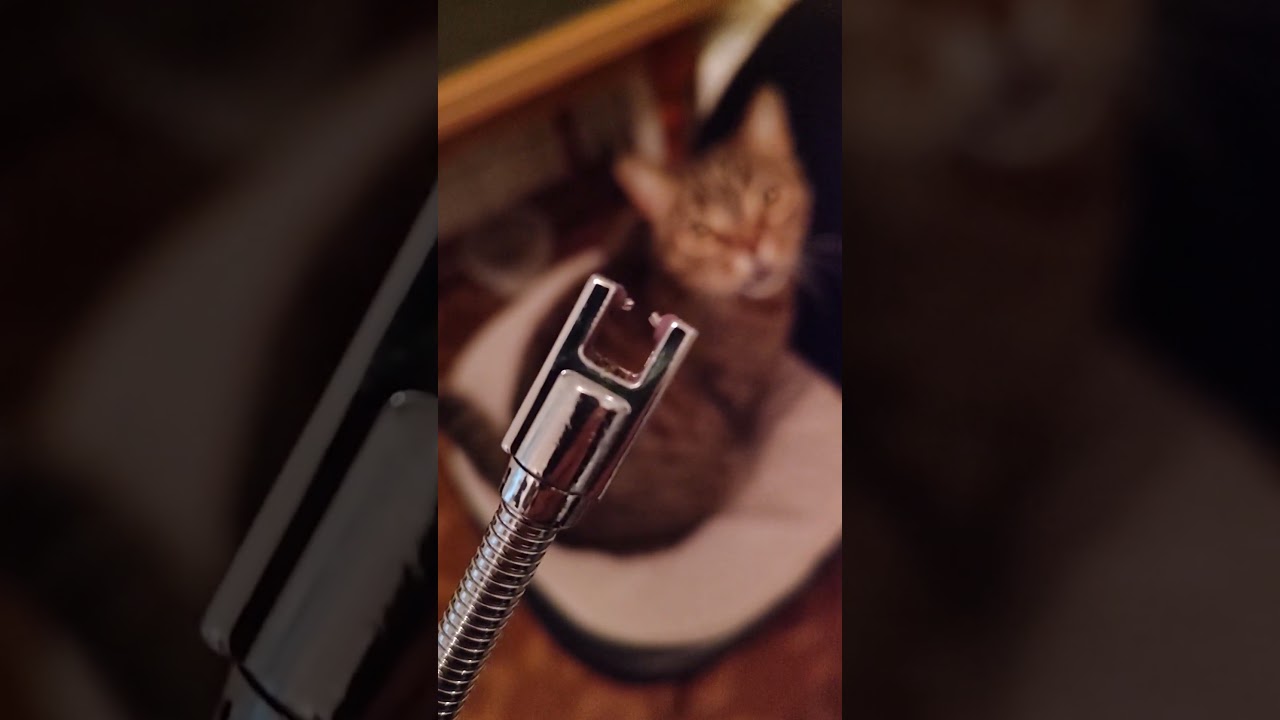 oops cat problems КОТаСОВка CatOwl