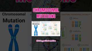 Small changes, big impact! 🧬 Chromosomal mutations #chromosomal #genetics #dna #mutation #biology