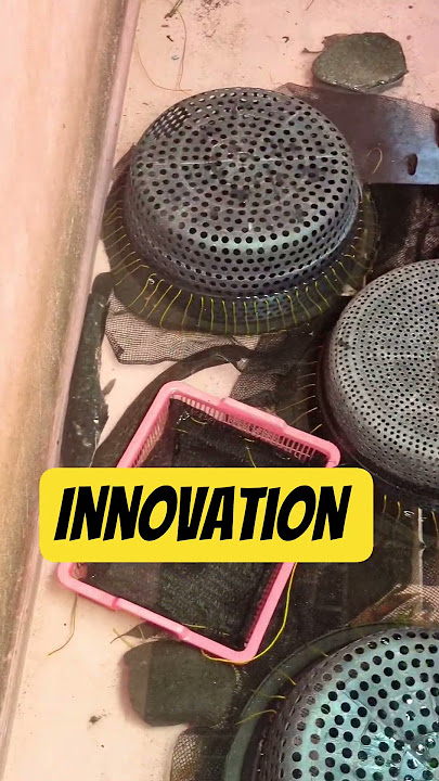 innovation 1 of ariya veteriner in date 5.10.2025