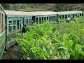 MADAGASCAR 2016: El tren de la selva