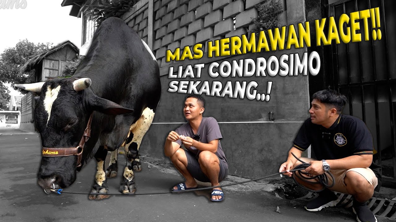 AKHIRNYA GUE TAU KALO CONDROSIMO GA TAMBAH GEMUK TAPI TAMBAH TINGGI DAN PANJANG