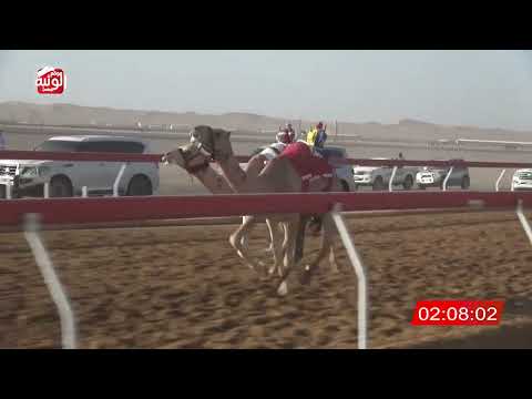 الشوط 15 نبه لـ حمد مطر حمد بالعود العامري 2 50 شارة الديوان 2025 09 26 حقايق الروضة 