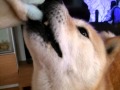 北海道犬　かい!イルカの逆襲～♪(Hokkaido Dog) の動画、YouTube動画。