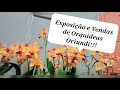 Orquidário Monte Negro - exposição e vendas de orquídeas do Oriundi