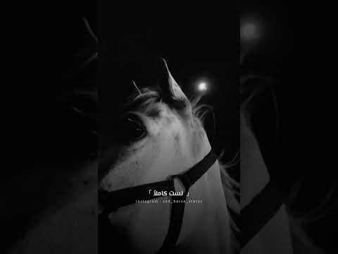 يكفيني اني لست منافقا حالات خيول حزينة